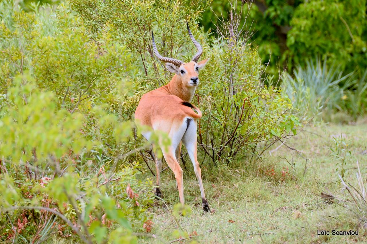 Cobe Lechwe/Red Lechwe (12)