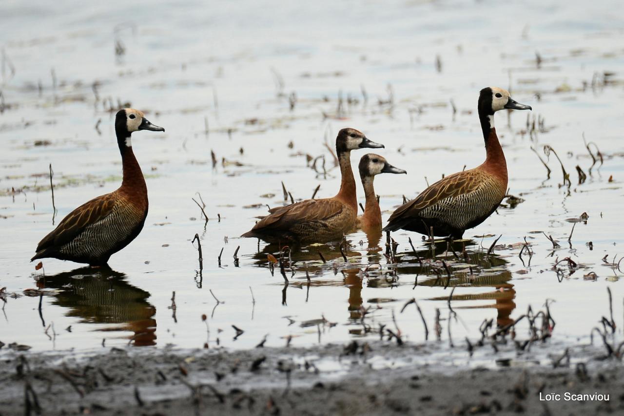 Dendrocygne veuf/White-faced Whistling-Duck (2)