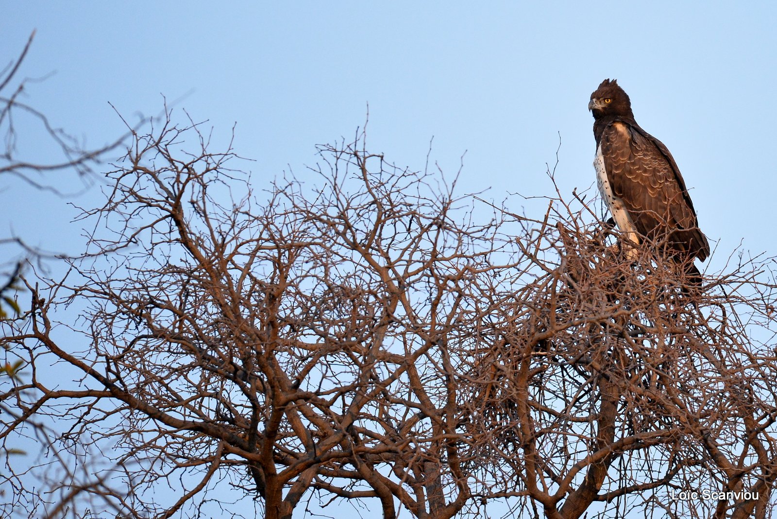 Aigle martial/Martial Eagle (1)