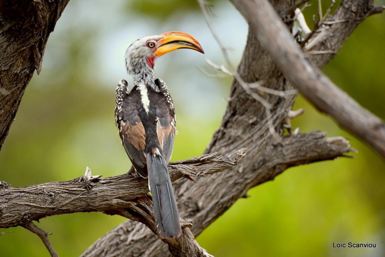 Calao leucomèle/Souther Yellow-billed Hornbill (1)