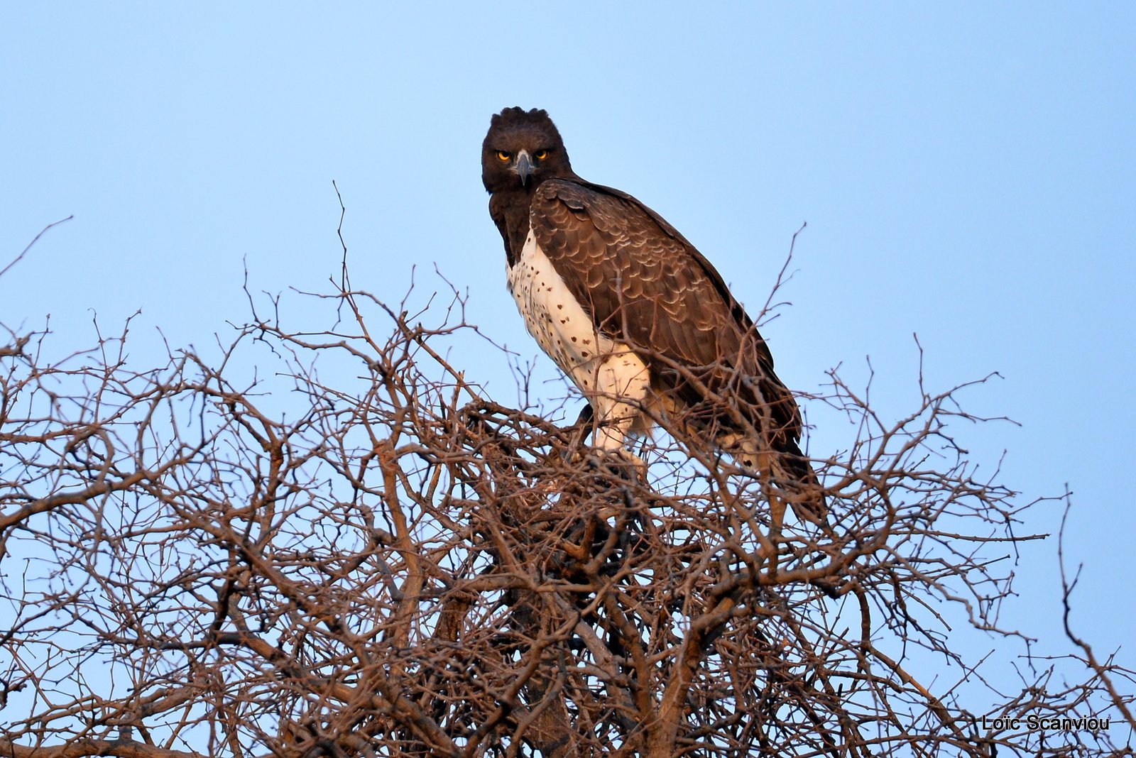 Aigle martial/Martial Eagle (2)