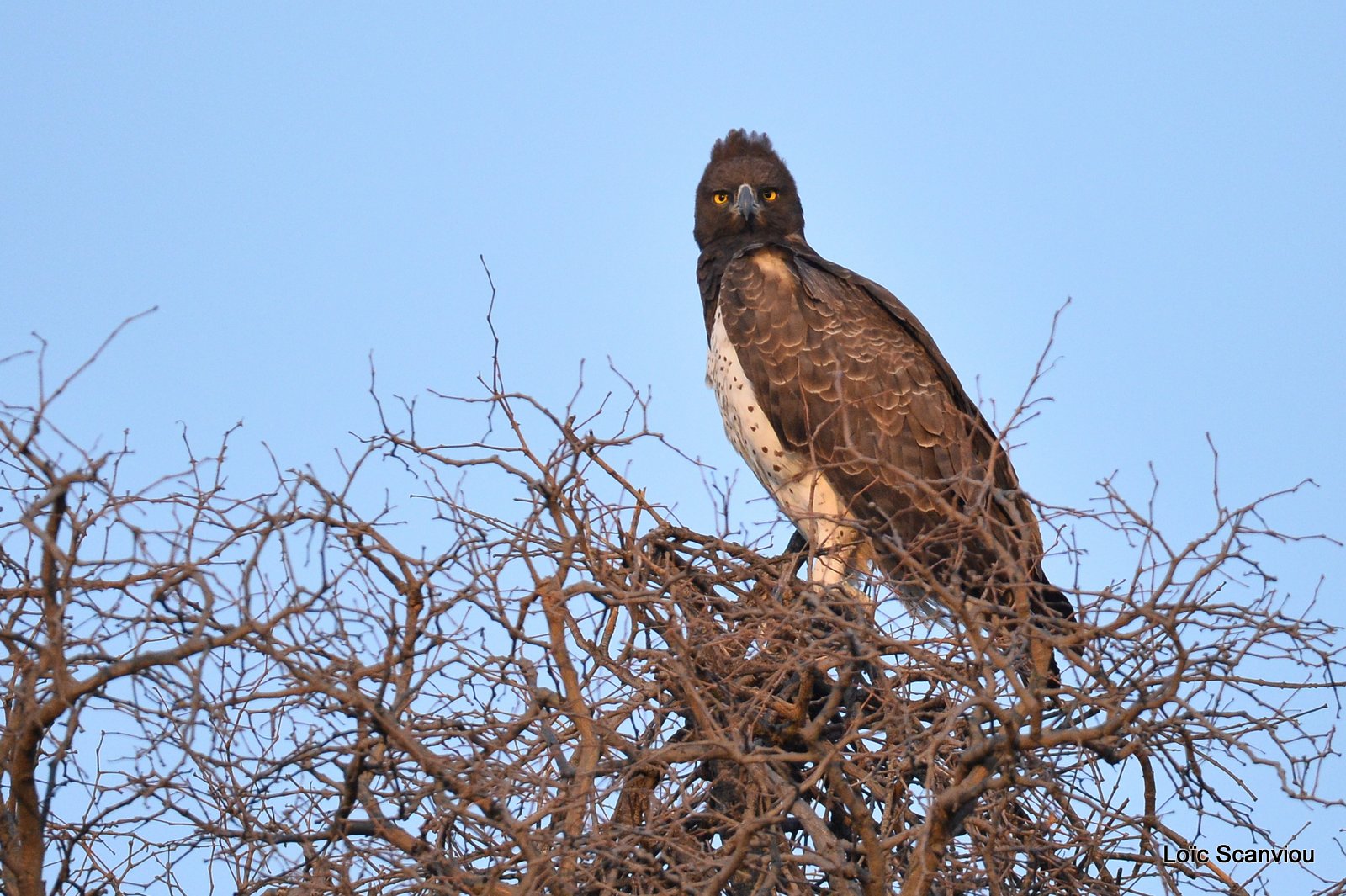 Aigle martial/Martial Eagle (3)