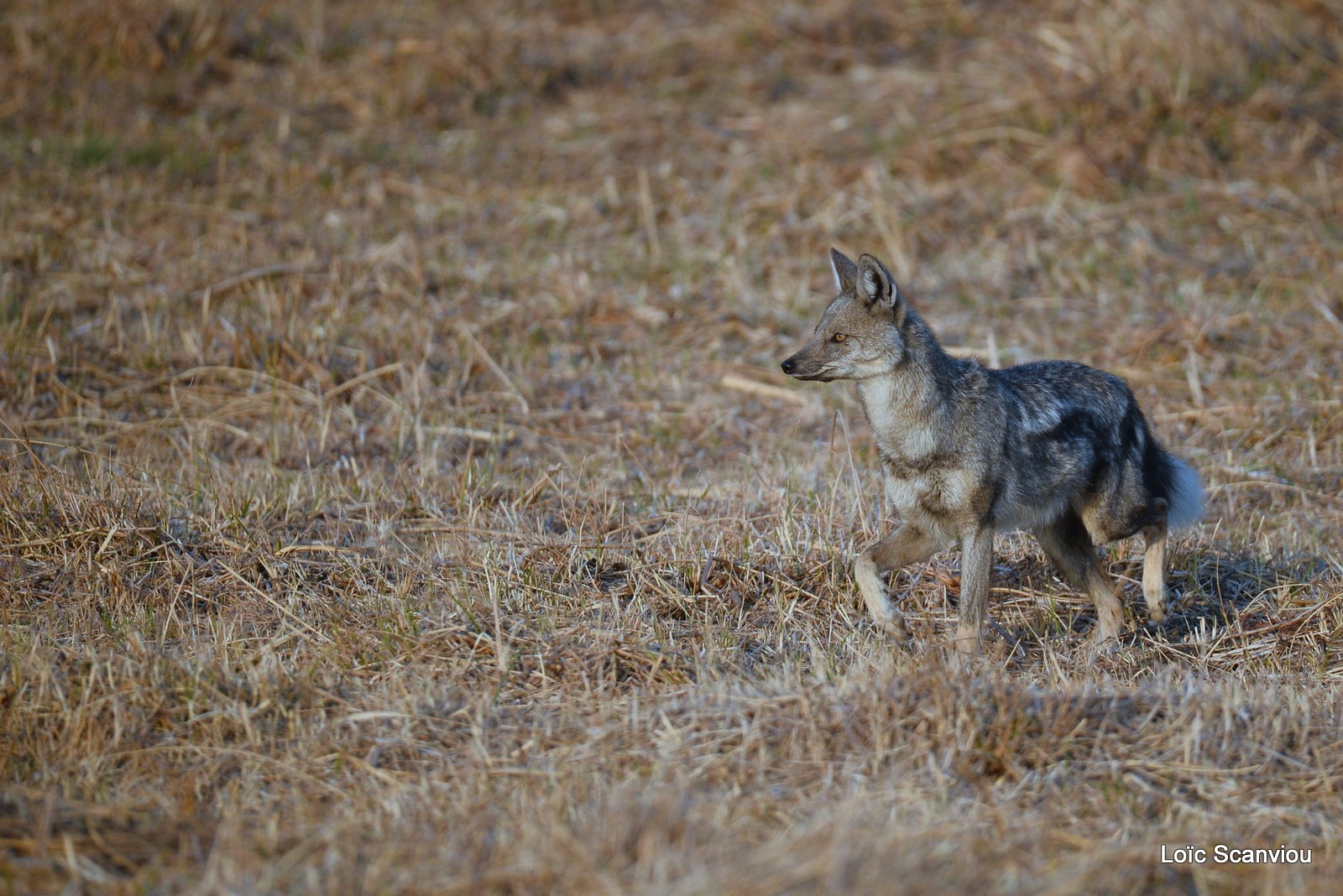 Chacal à flancs rayés/Side-striped Jackal (1)