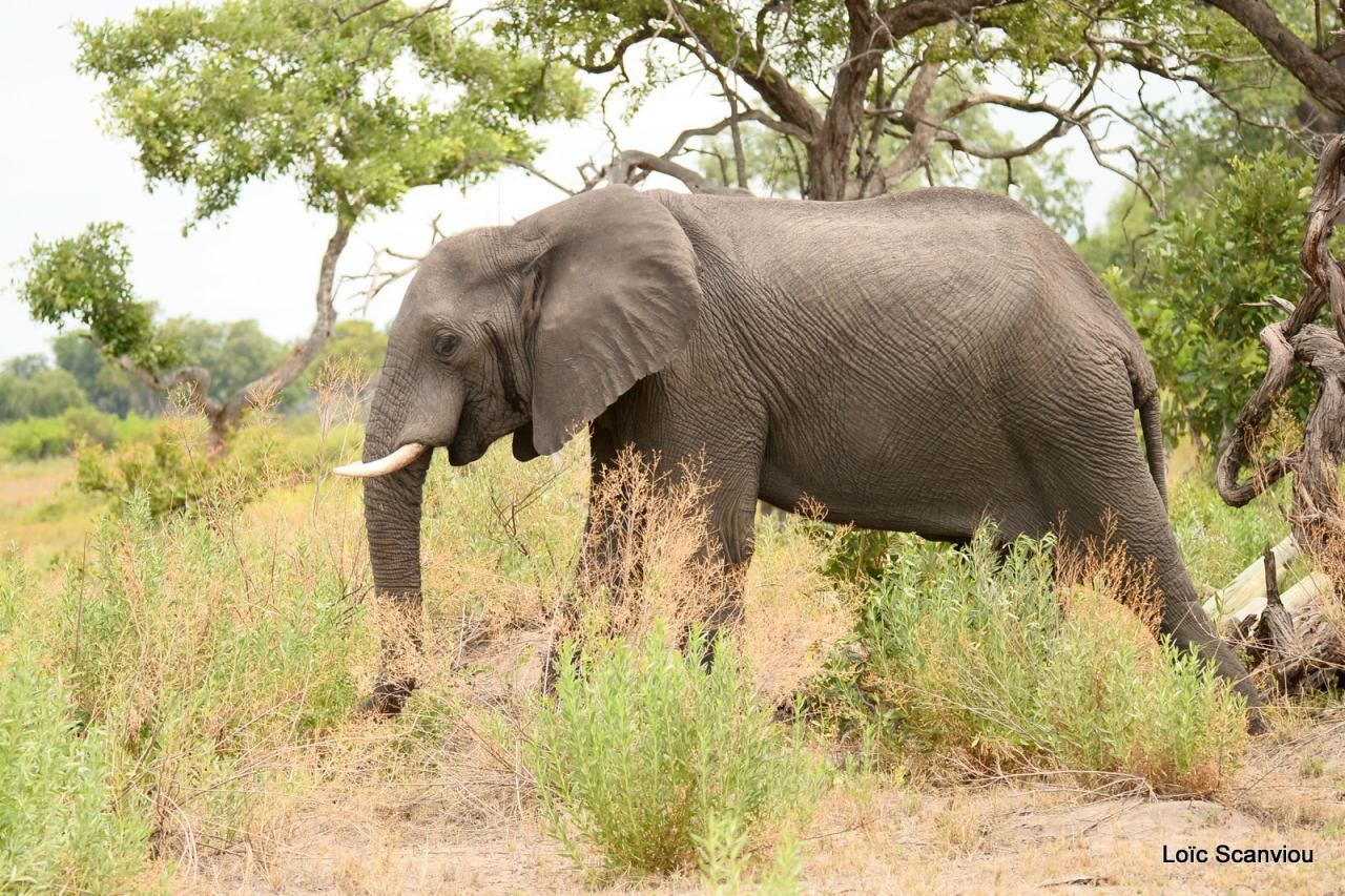 Eléphant (2)