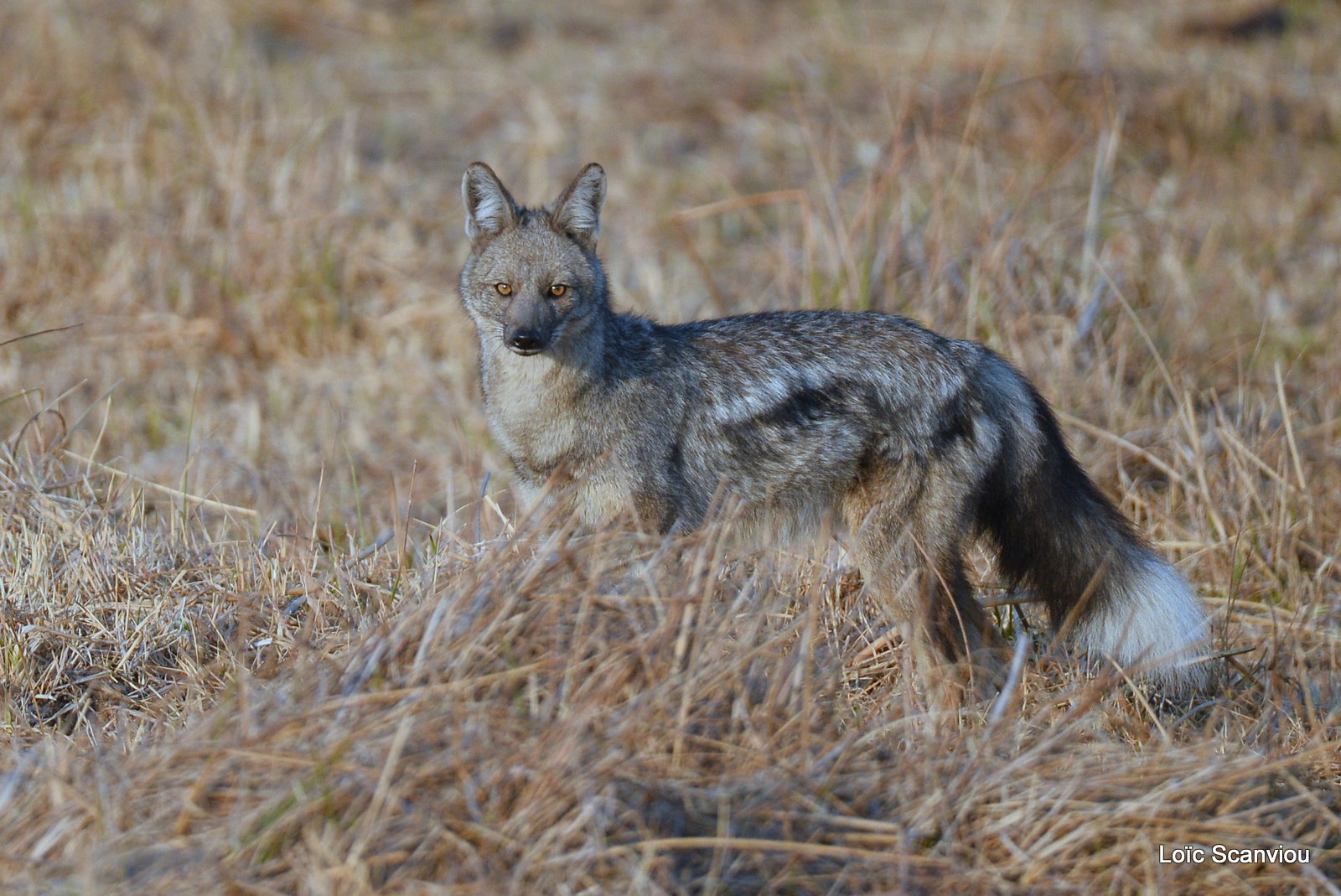 Chacal à flancs rayés/Side-striped Jackal (2)