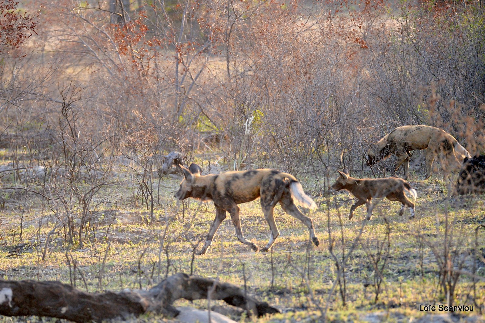 Lycaon/African Wild Dog (10)