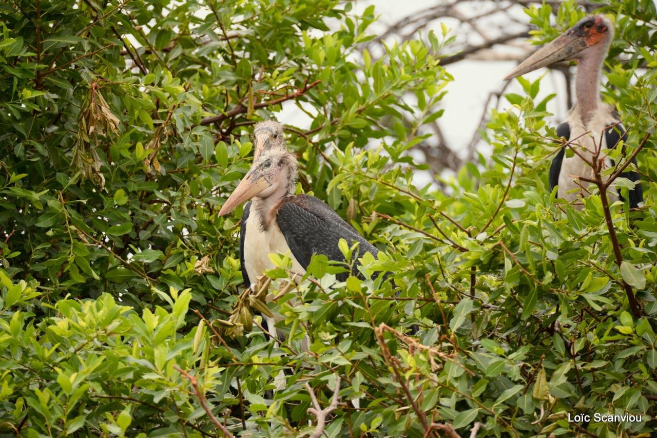 Marabout/Marabou Stork (3)