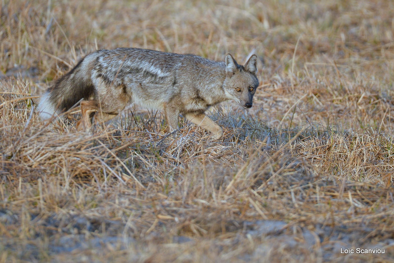 Chacal à flancs rayés/Side-striped Jackal (3)