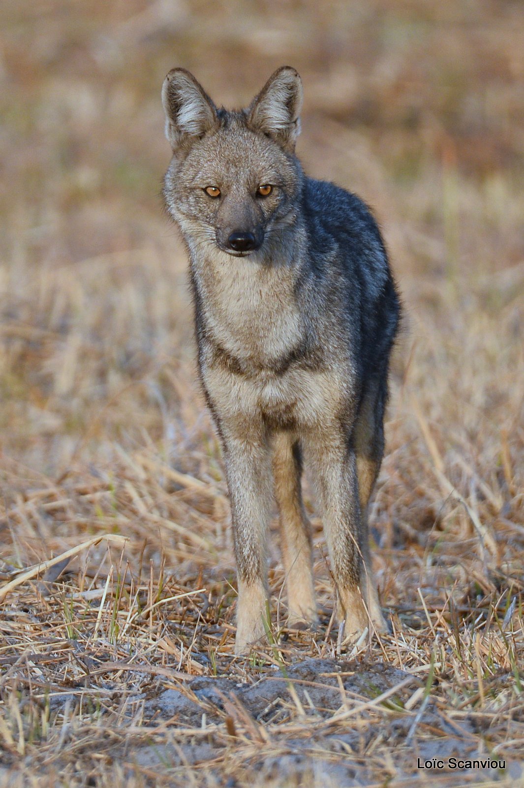 Chacal à flancs rayés/Side-striped Jackal (4)