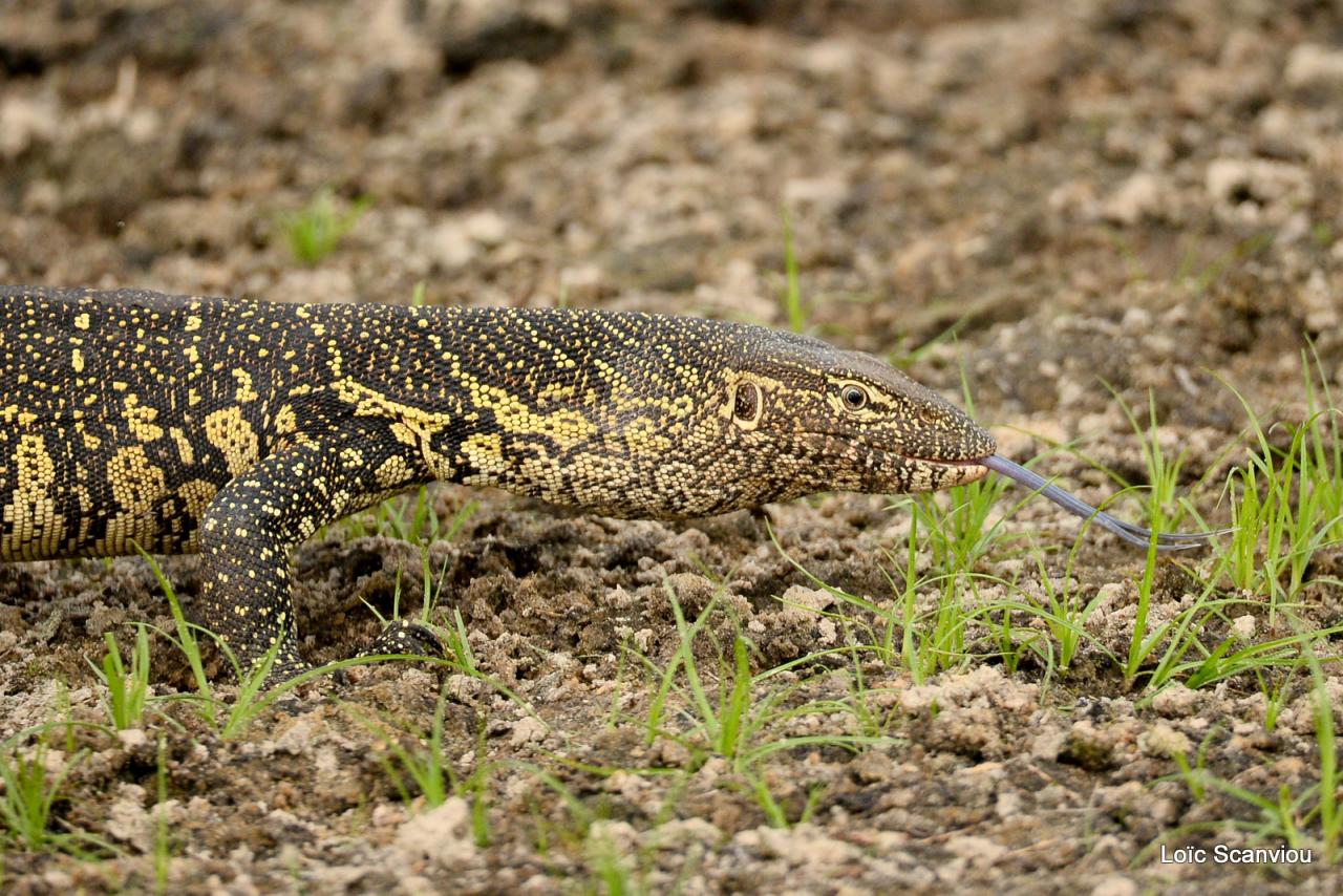 Varan du Nil/Nile Monitor (1)