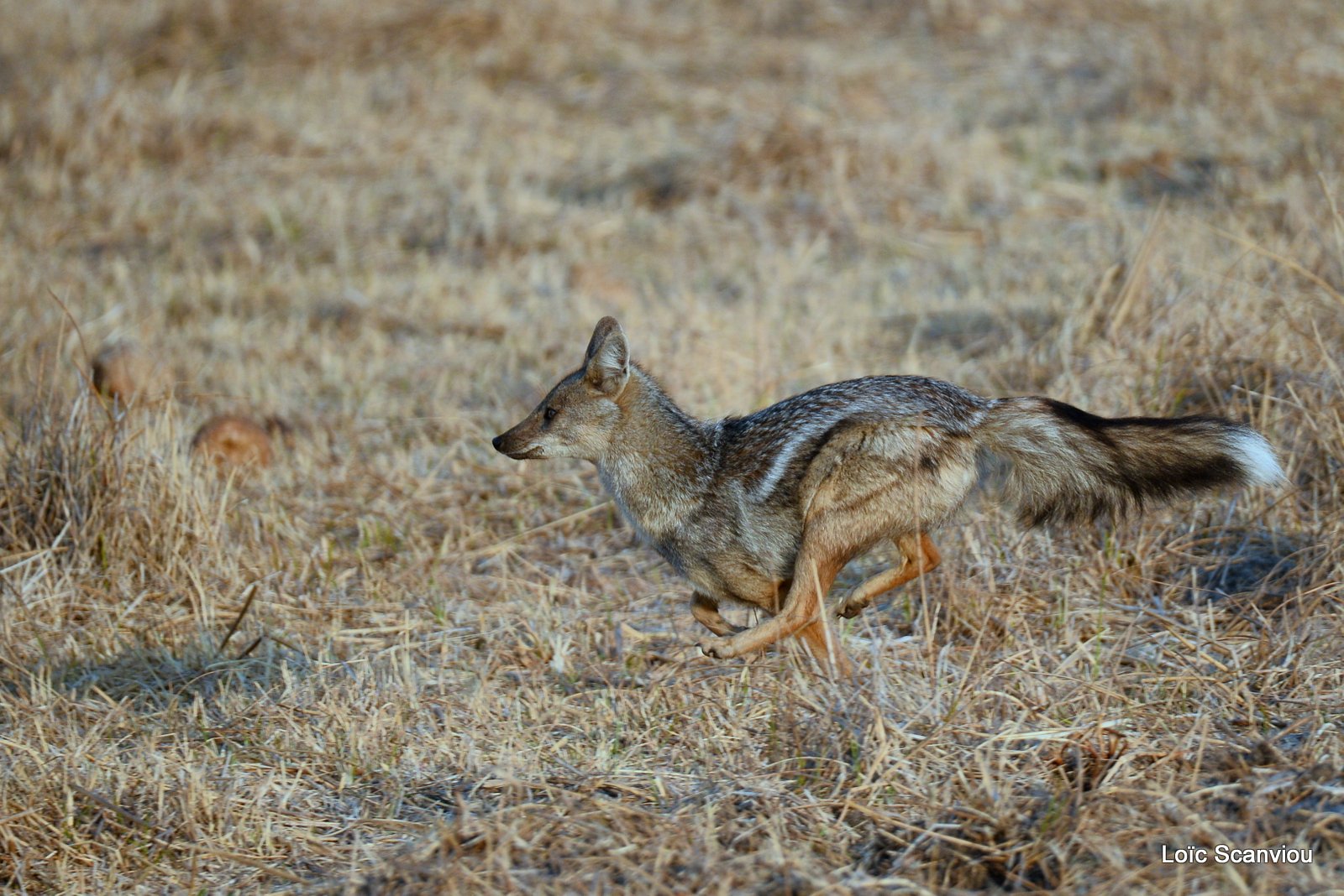 Chacal à flancs rayés/Side-striped Jackal (5)