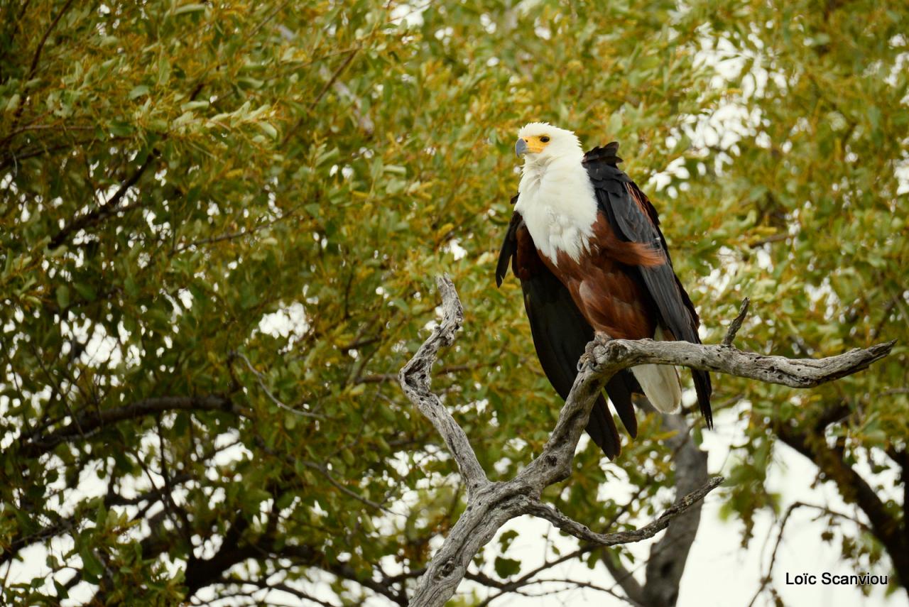 Aigle vocifère/African Fish Eagle (4)