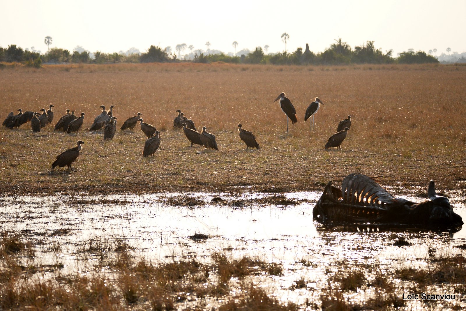 Vautours et marabouts/Vultures with Marabou Storks (1)