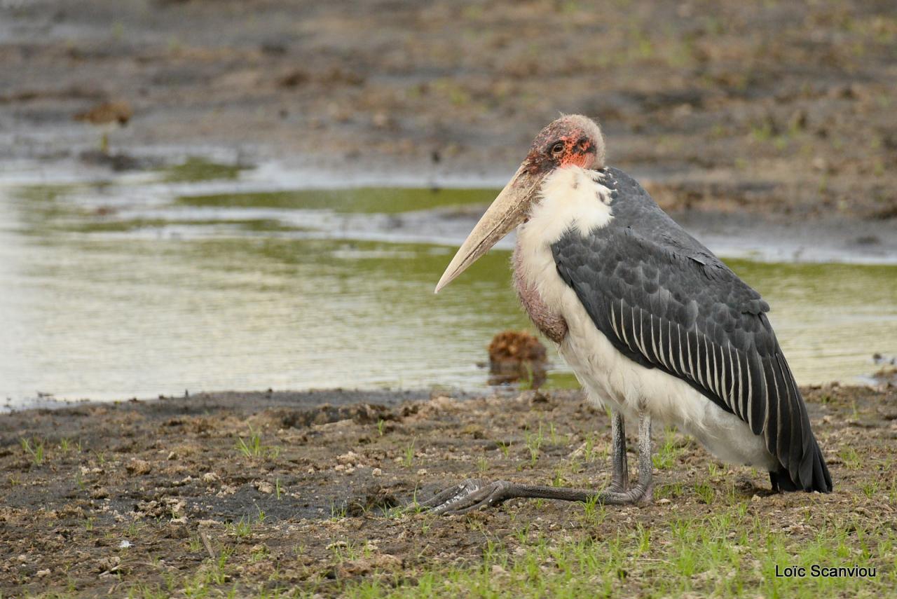 Marabout/Marabou Stork (5)