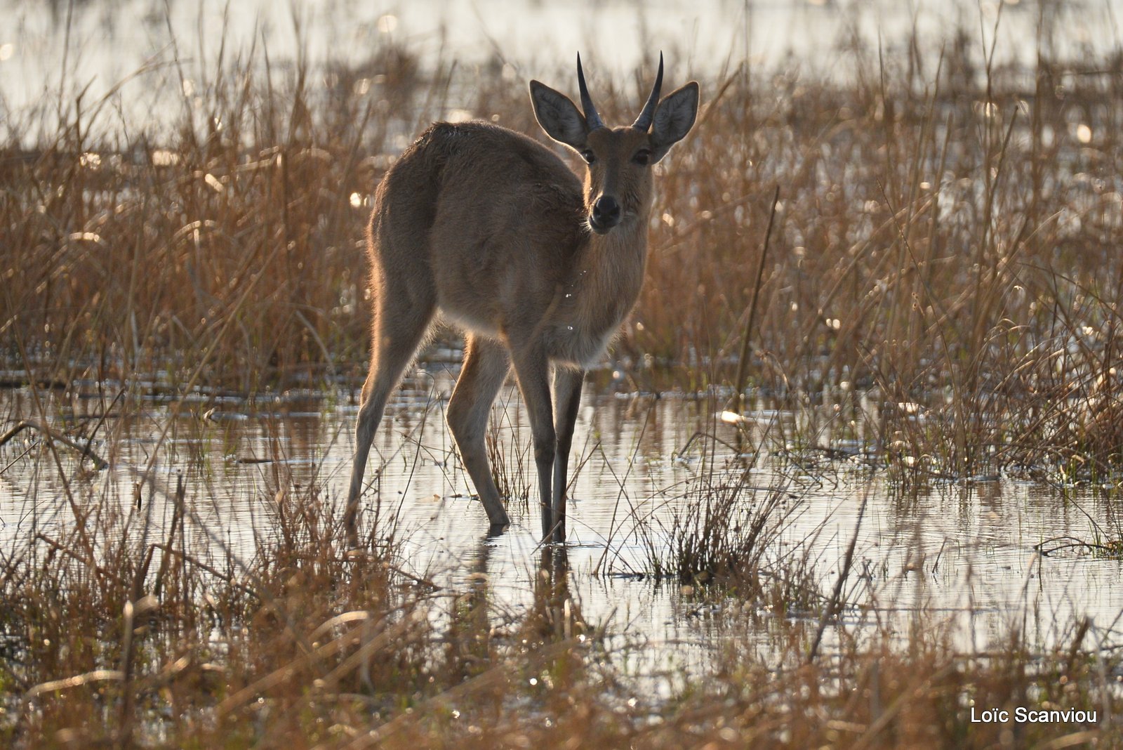 Redunca/Reedbuck (1)