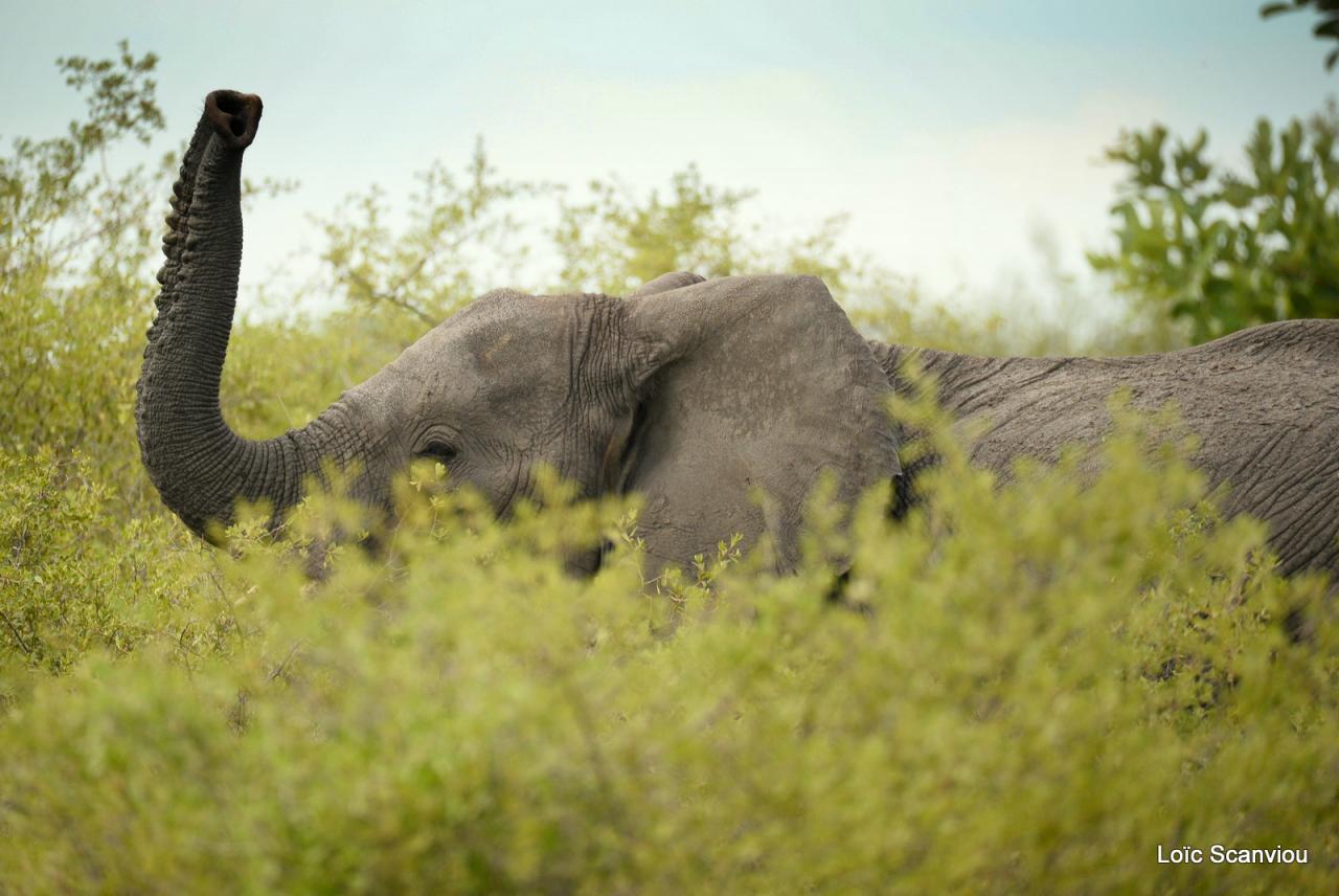 Eléphant (5)