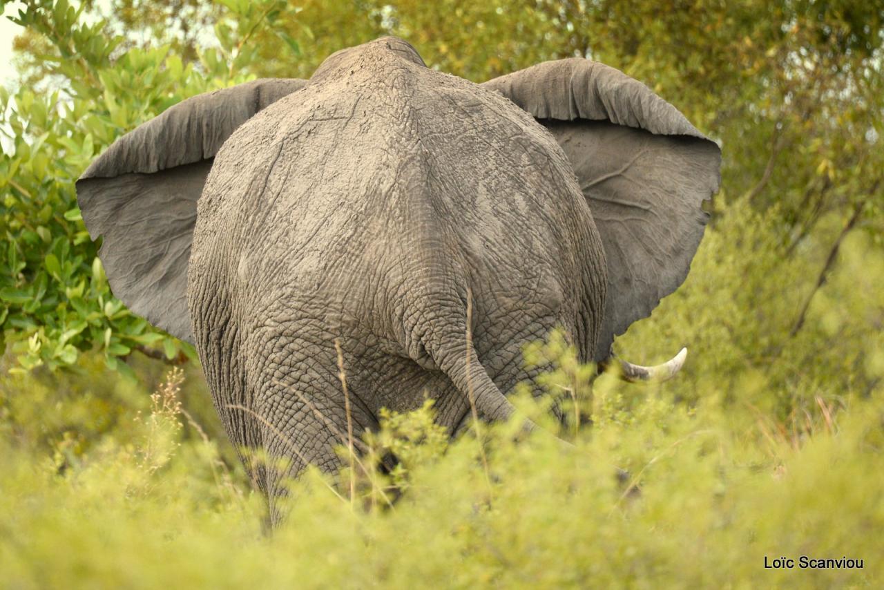 Eléphant (6)