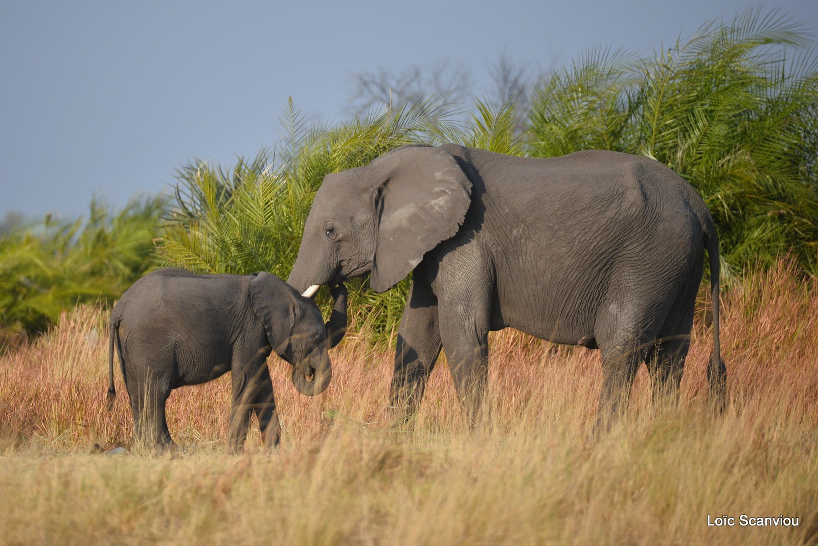 Eléphant d'Afrique/African Elephant (16)