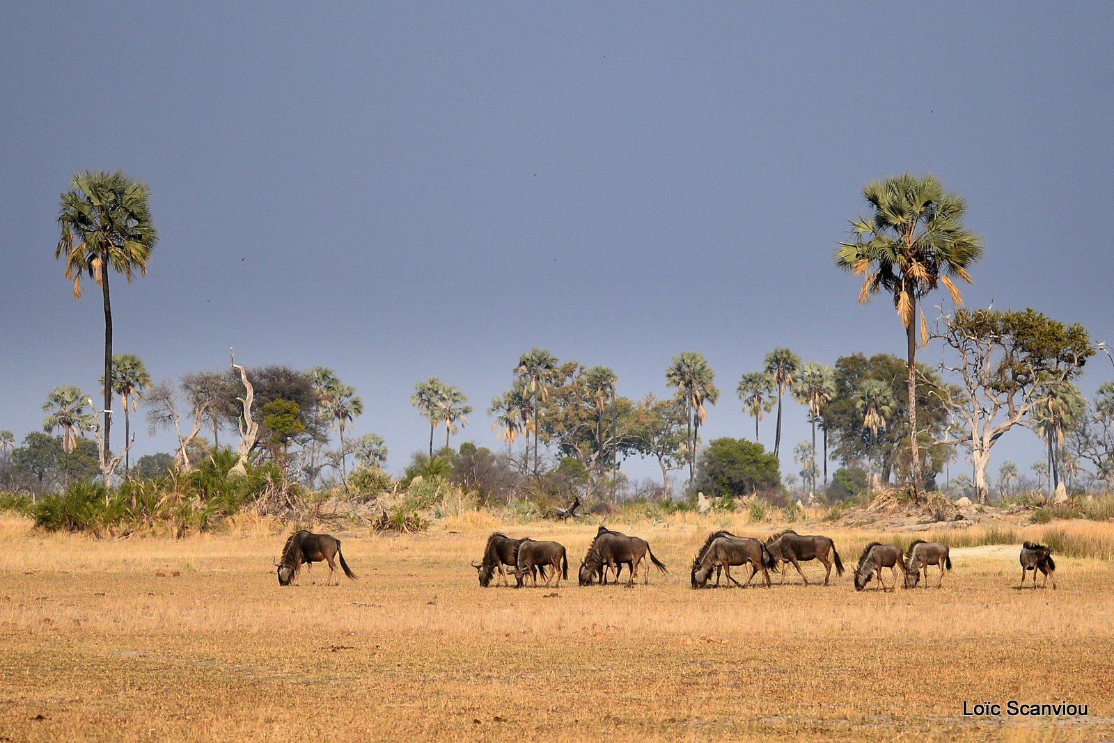 Gnous/Wildebeests (2)
