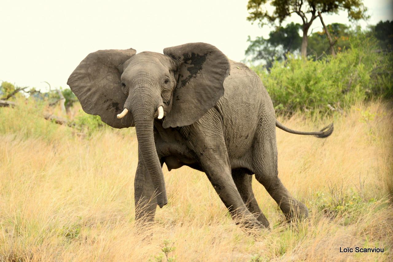 Eléphant (7)