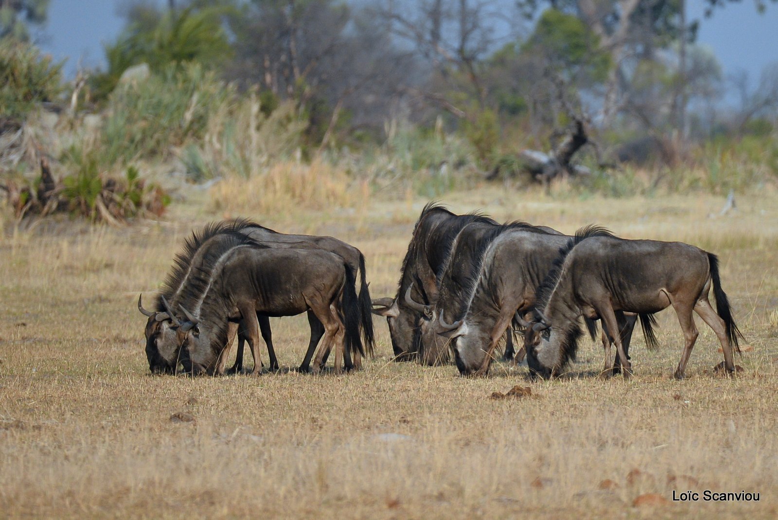 Gnous/Wildebeests (3)