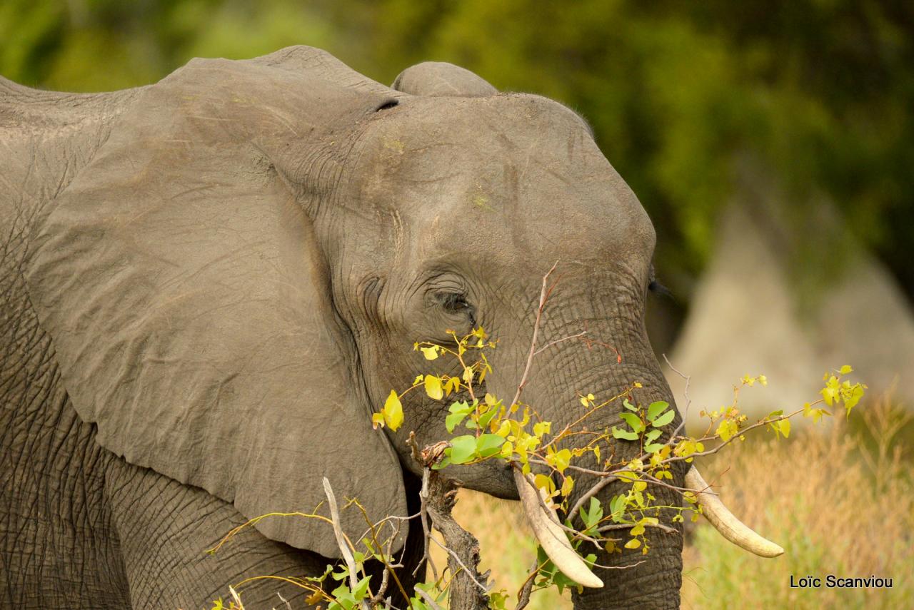 Eléphant (8)