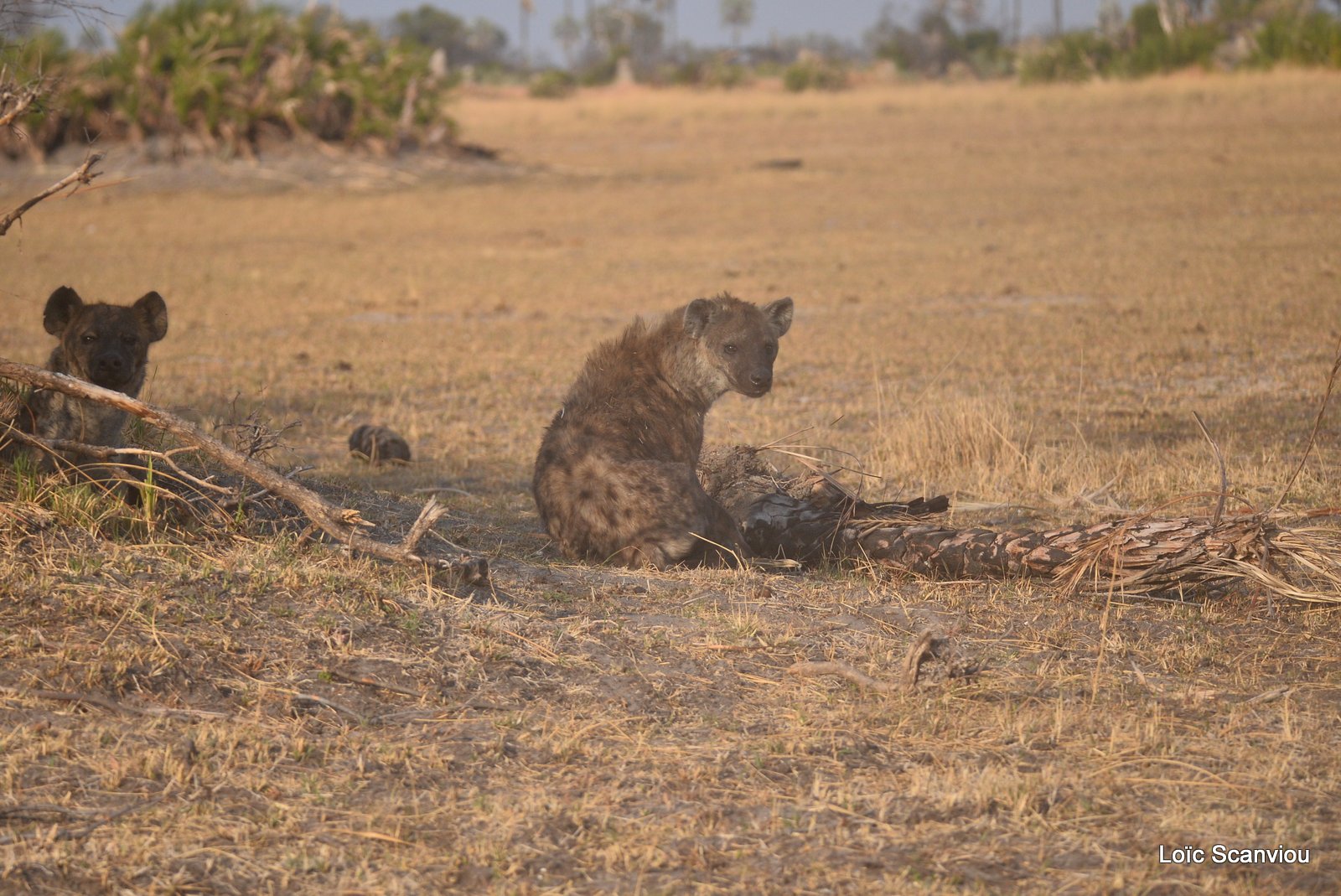 Hyène tachetée/Spotted Hyena (1)