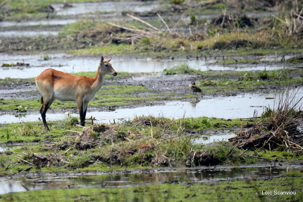 Cobe Lechwe/Red Lechwe (1)