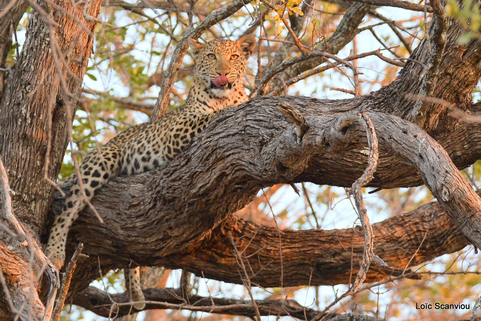 Léopard/Leopard (1)