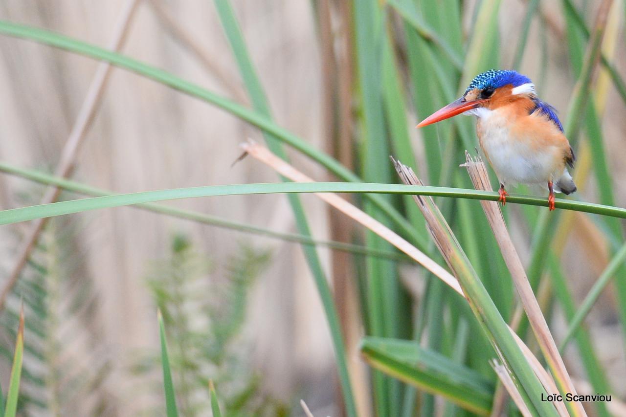 Martin-pêcheur huppé/Malachite Kingfisher (1)