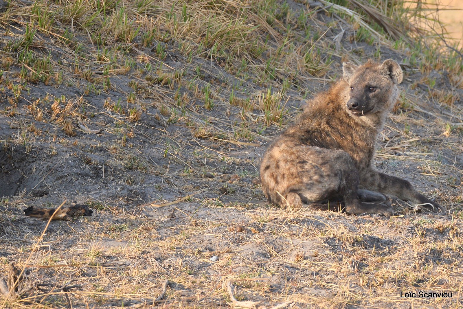Hyène tachetée/Spotted Hyena (2)
