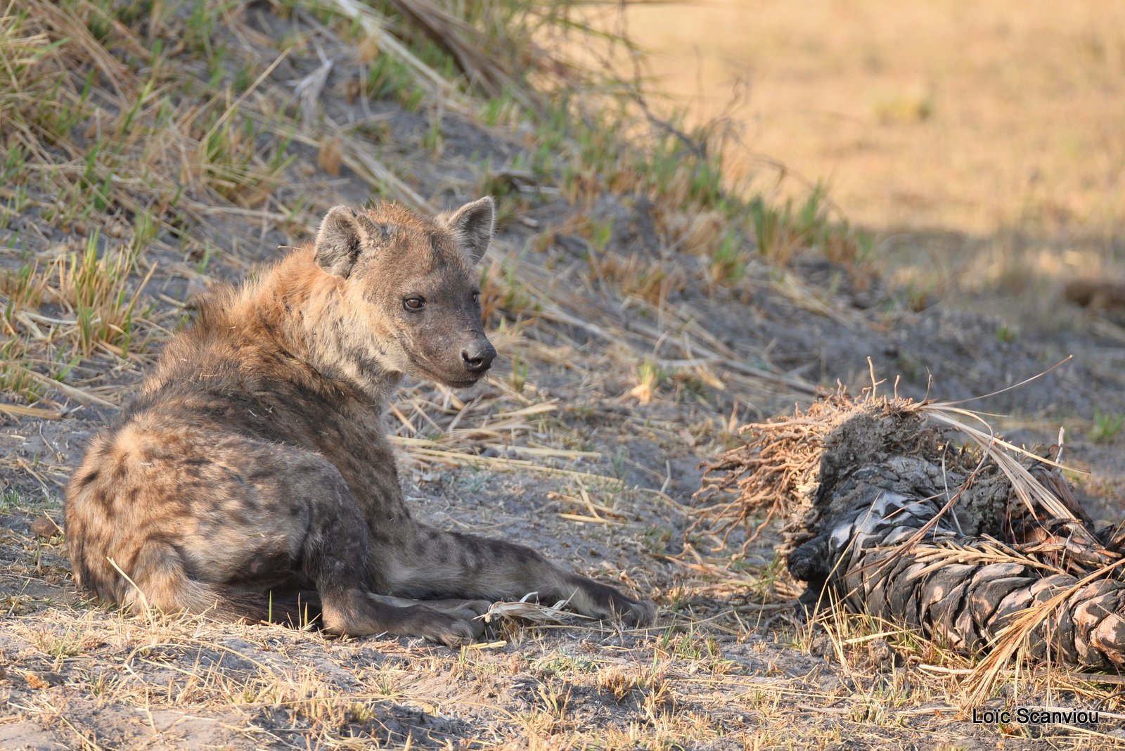 Hyène tachetée/Spotted Hyena (3)