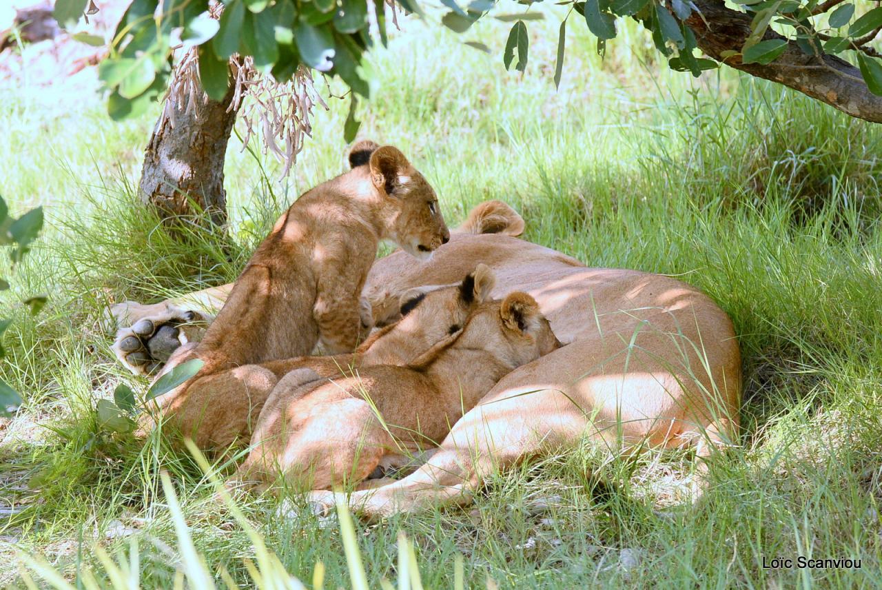 Lion (24)