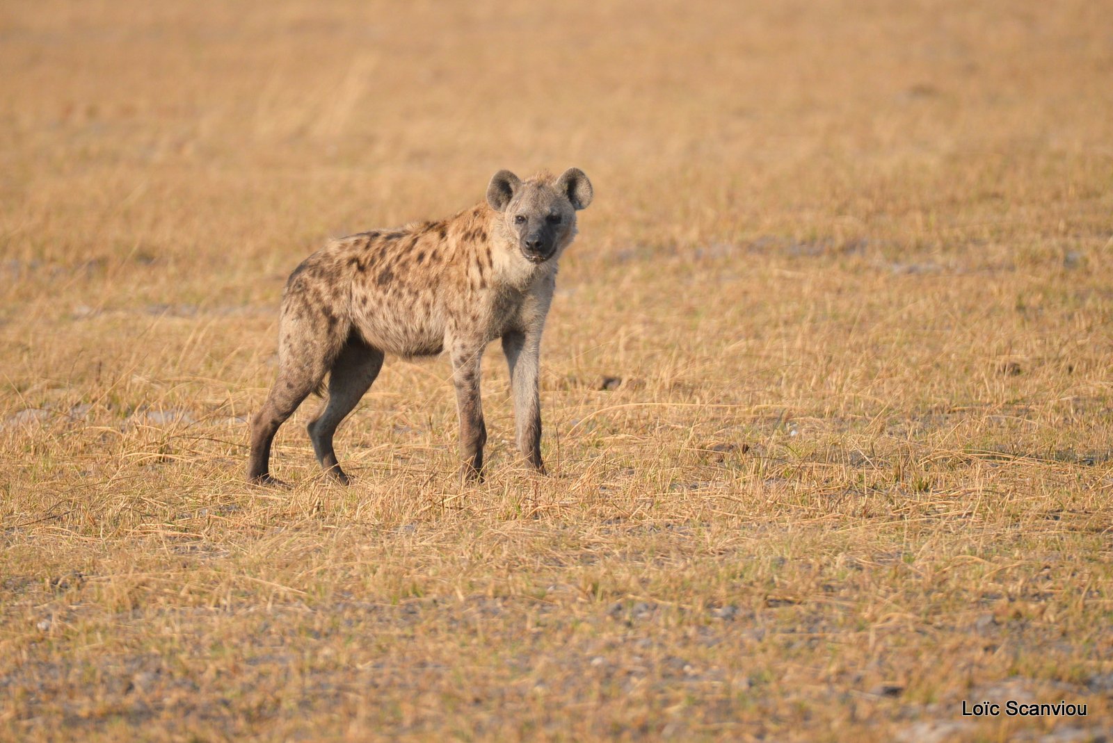 Hyène tachetée/Spotted Hyena (4)