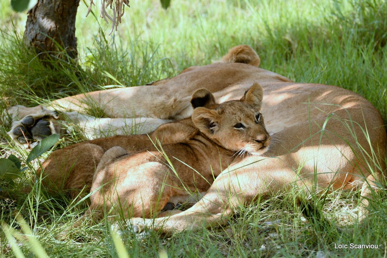Lion (25)