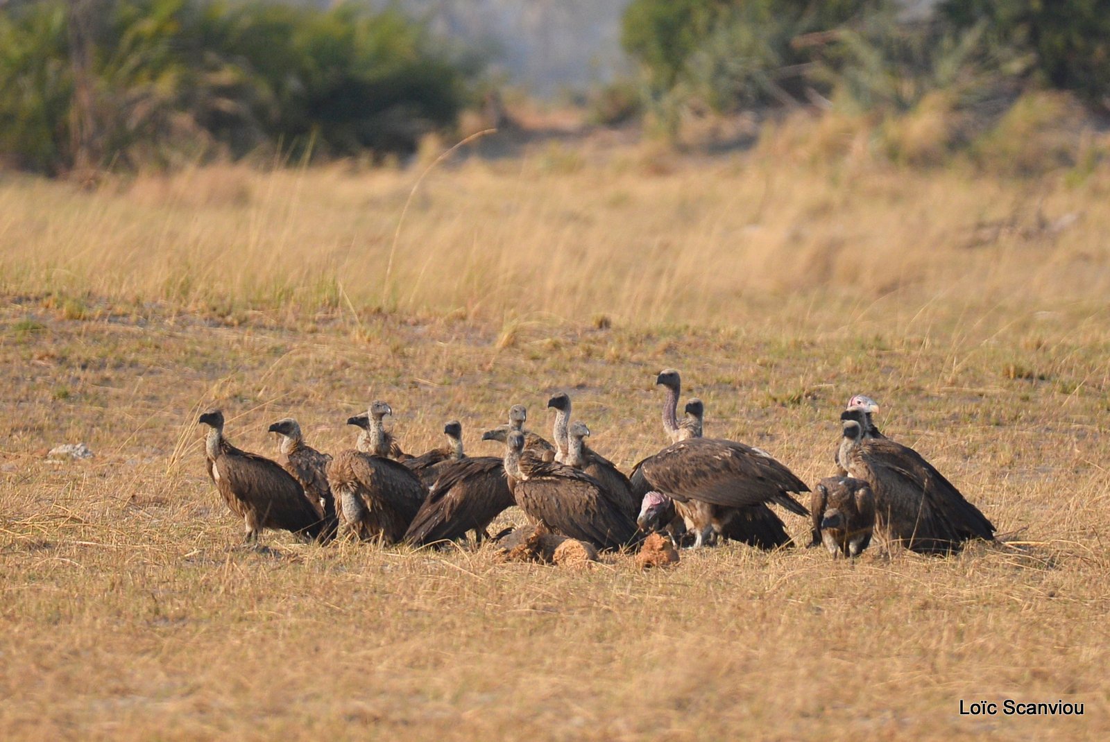 Vautour africain/Whitebaced Vulture (4)