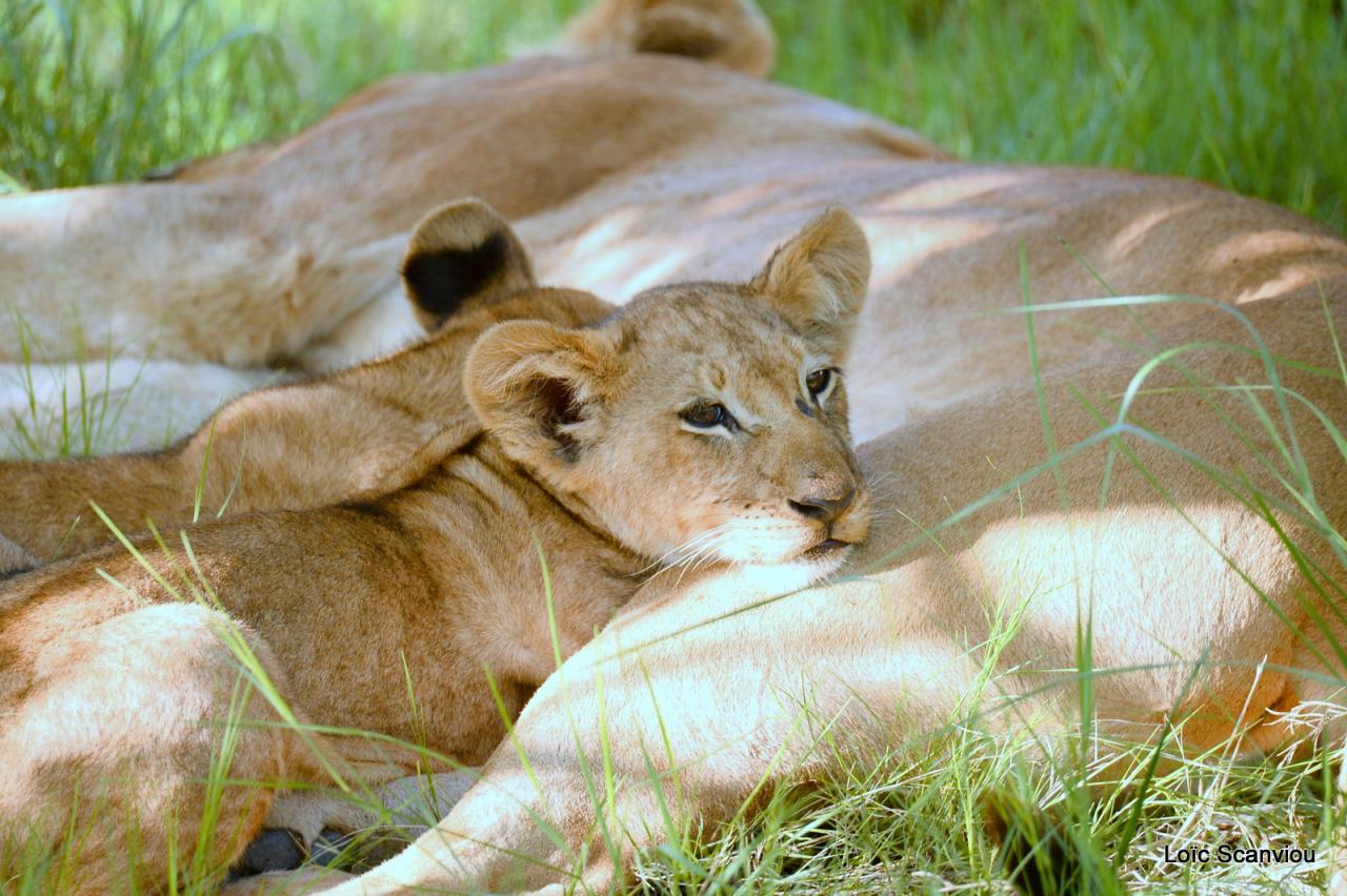 Lion (26)