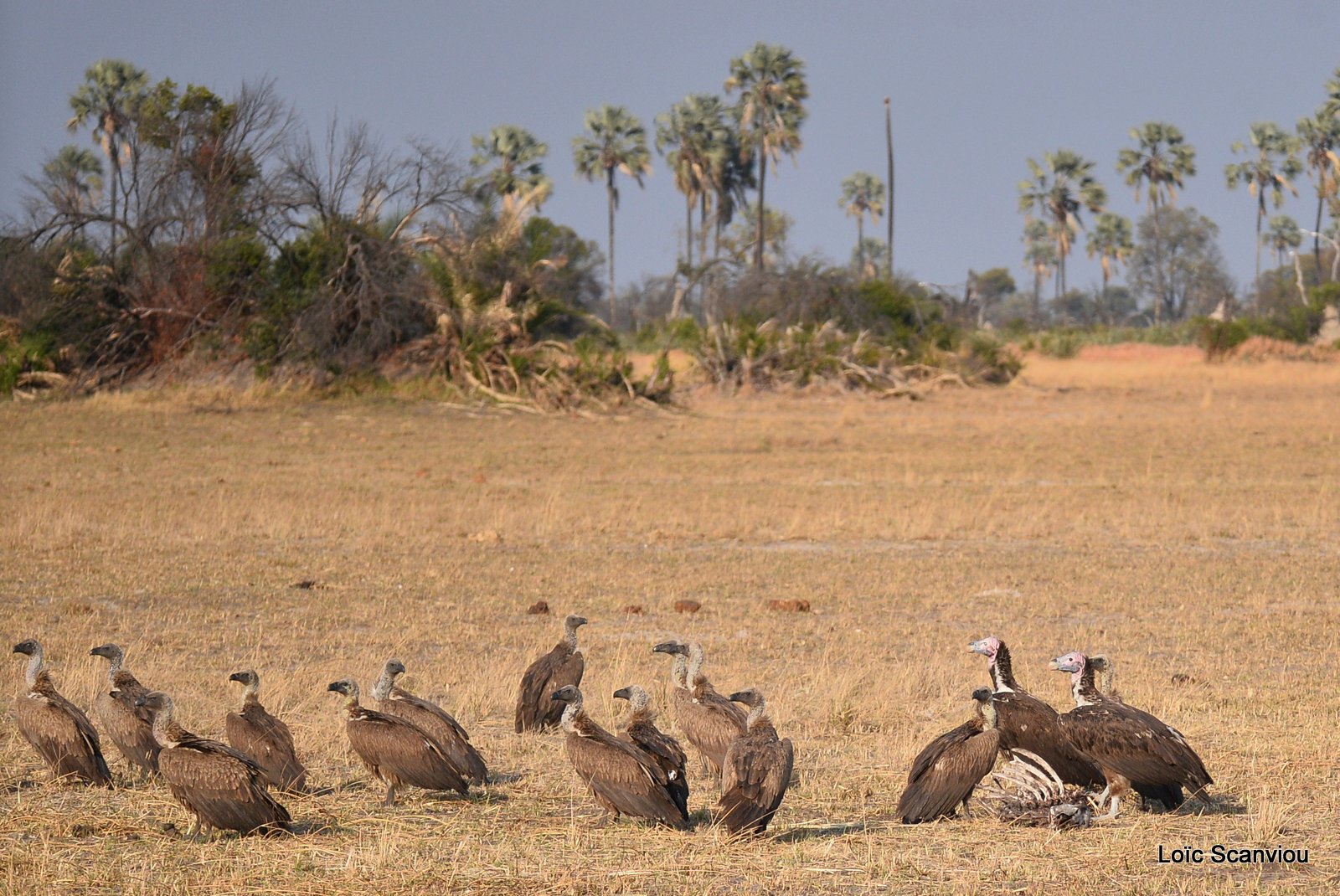 Vautour africain/Whitebaced Vulture (5)