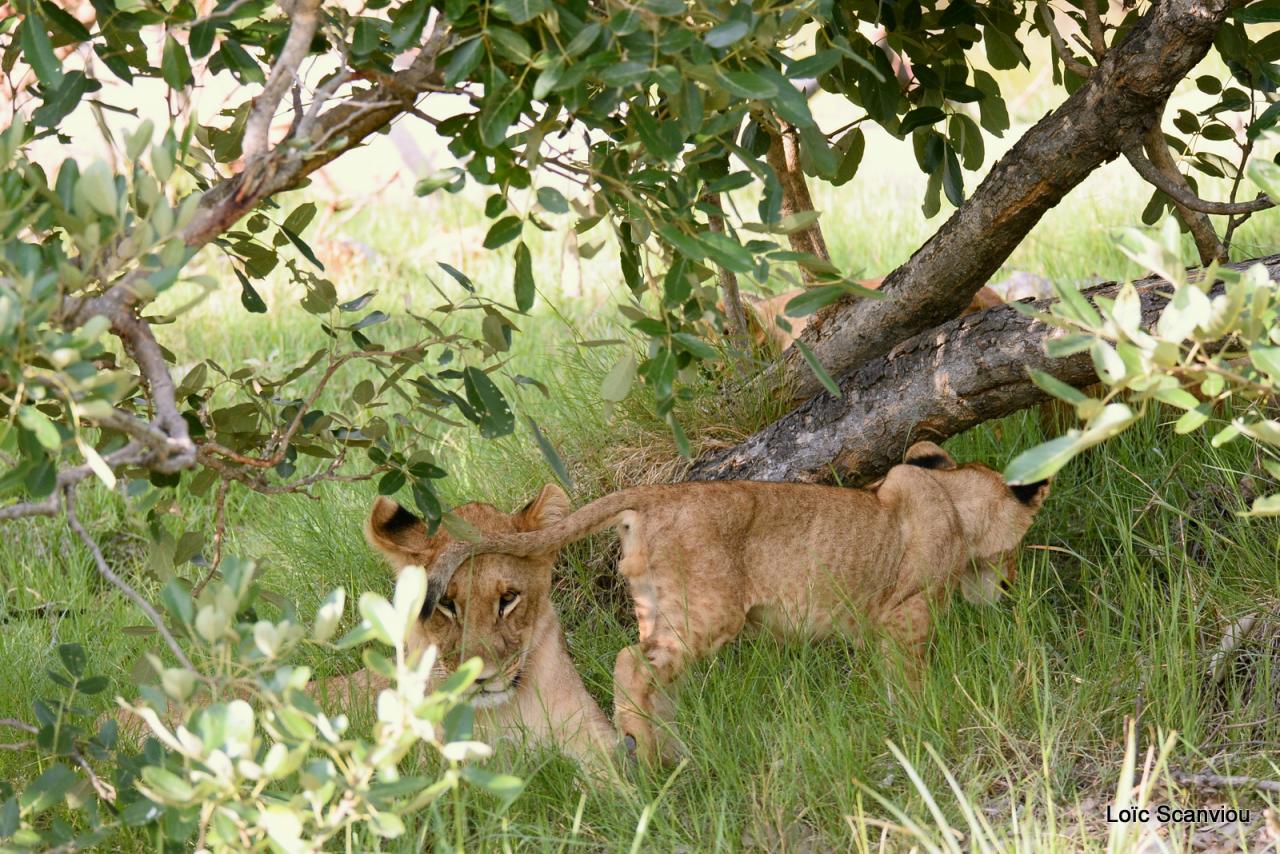 Lion (27)