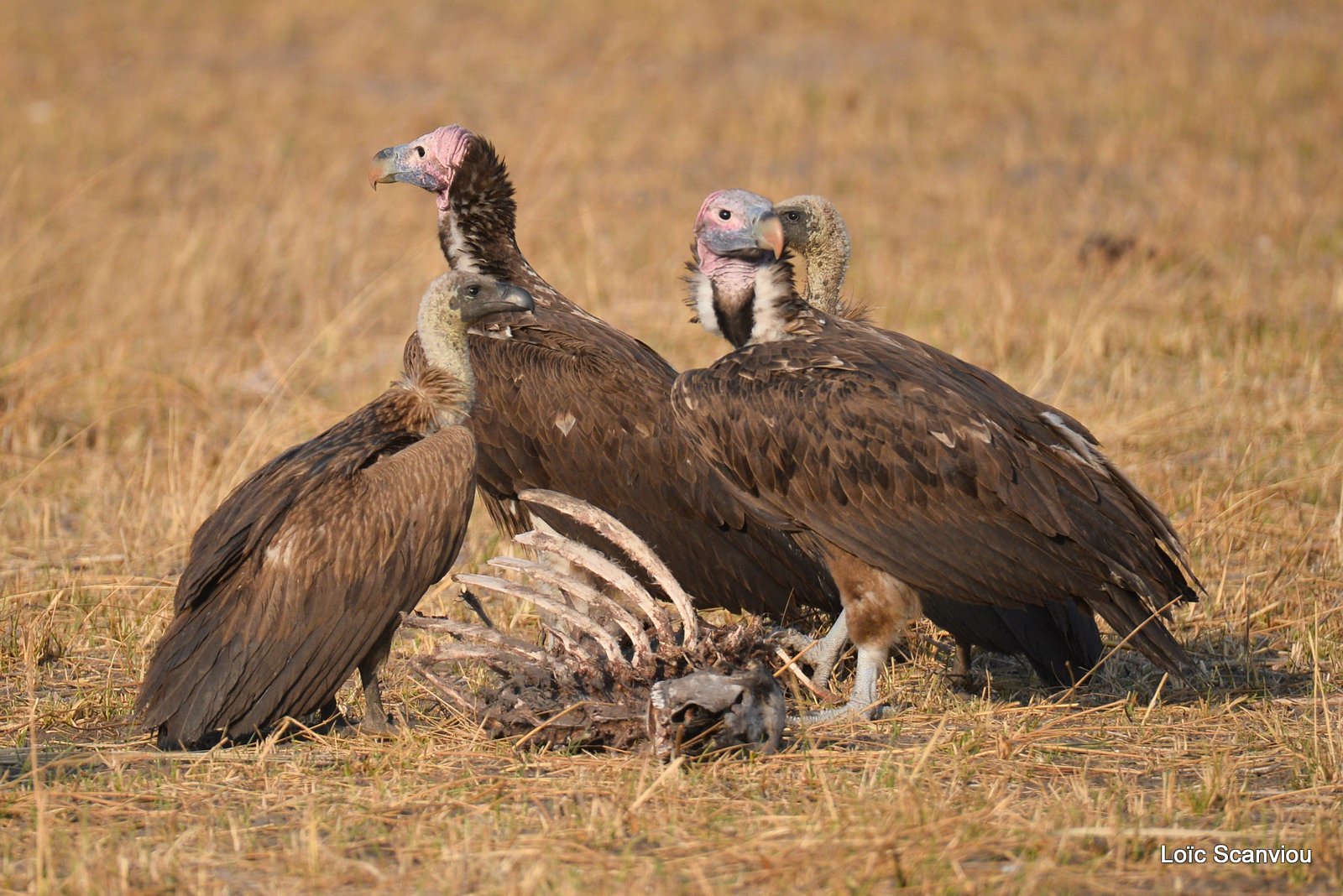 Vautour oricou/Lappet-faced Vulture (1)