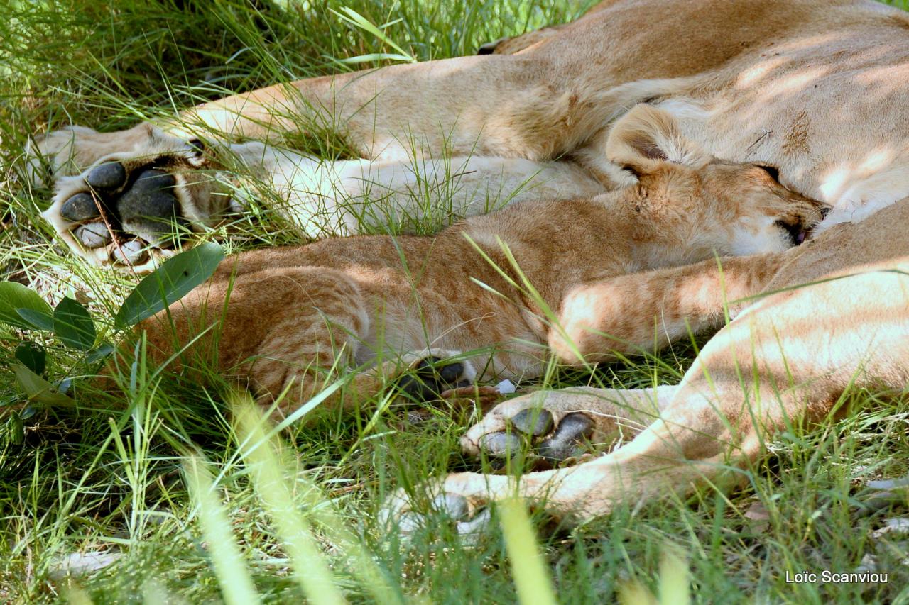 Lion (28)