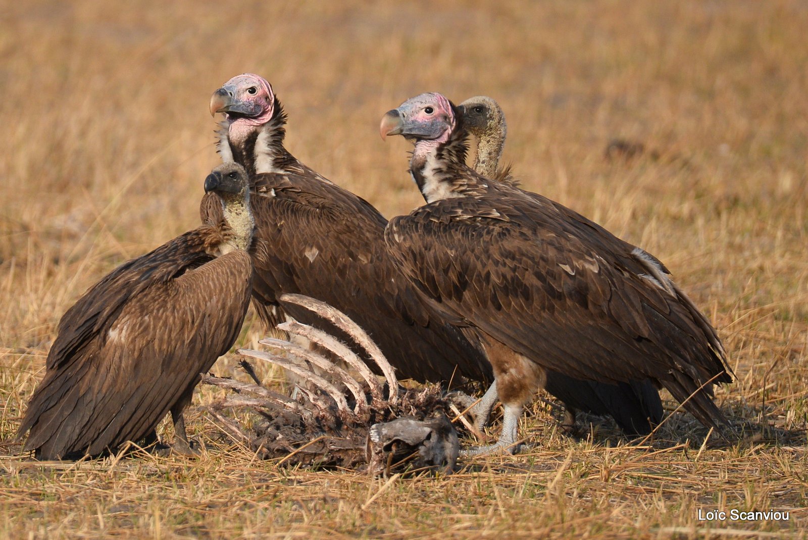Vautour oricou/Lappet-faced Vulture (2)