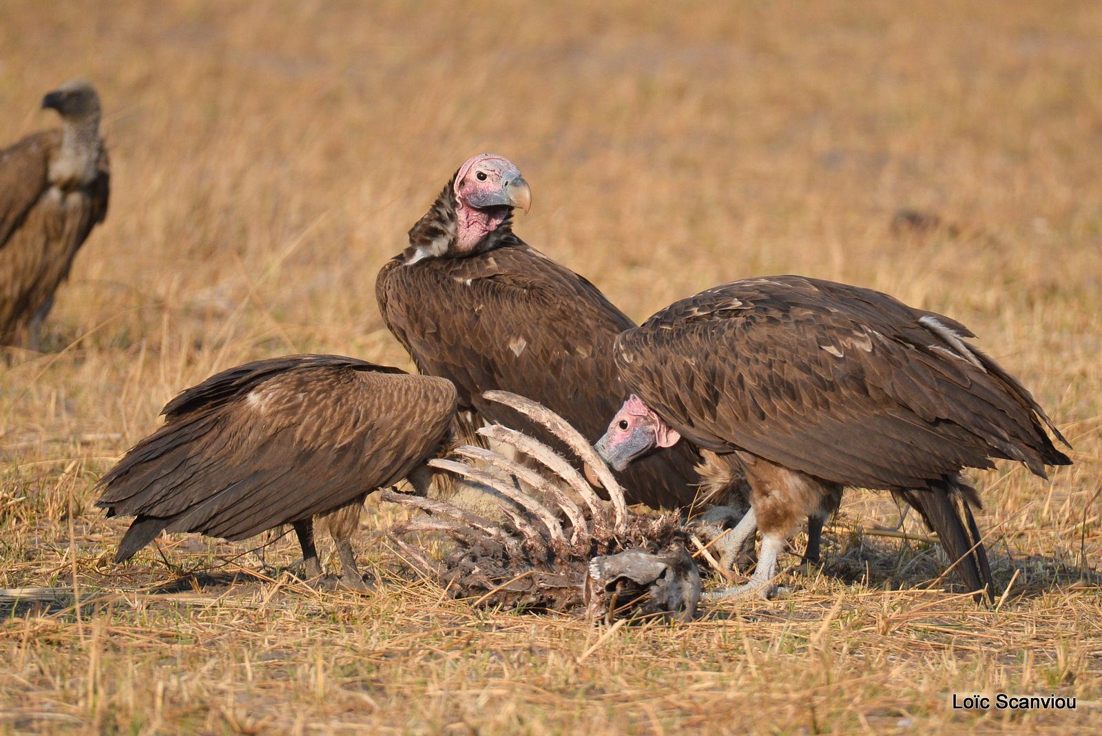 Vautour oricou/Lappet-faced Vulture (3)