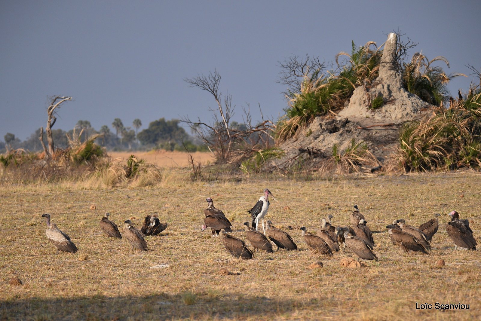 Vautours et marabouts/Vultures with Marabou Storks (2)