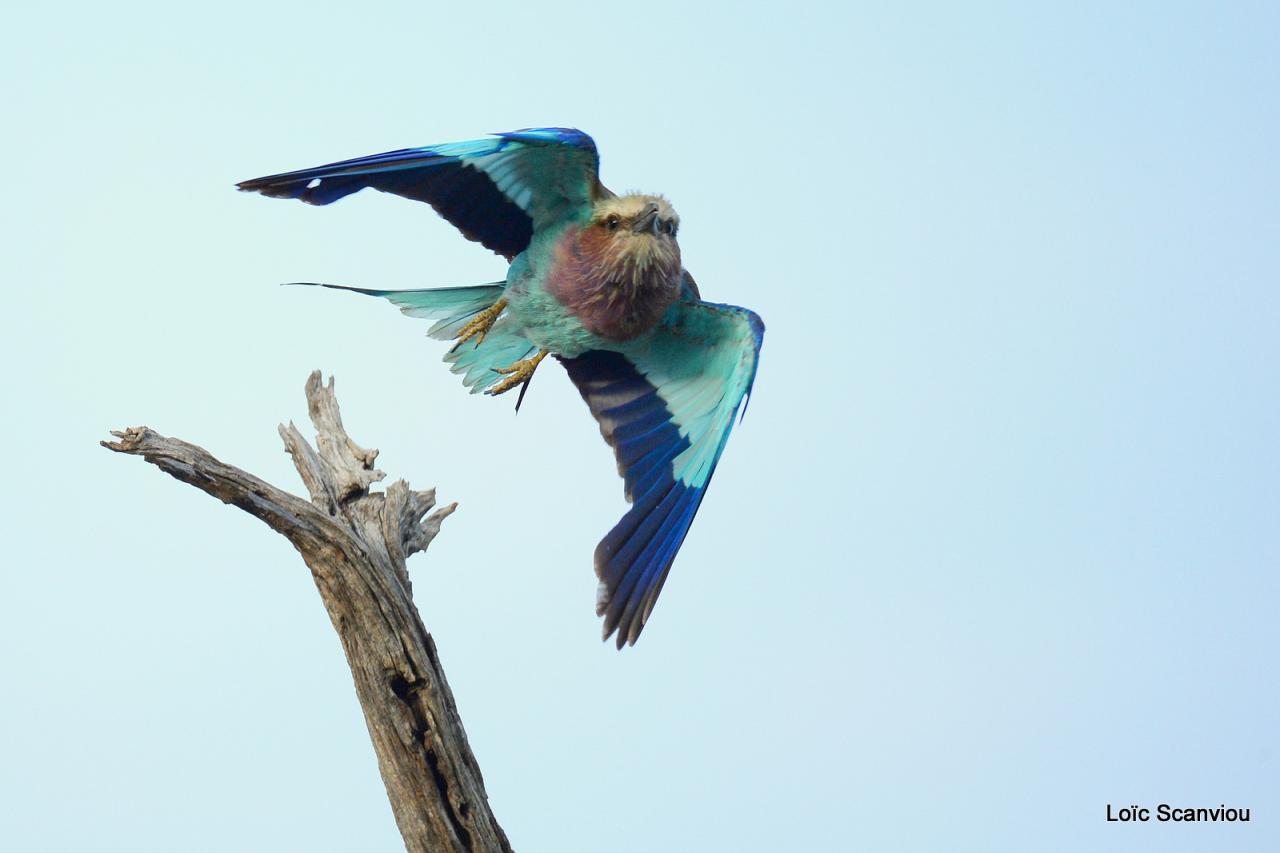 Rollier à longs brins/Lilac-breasted Roller (2)