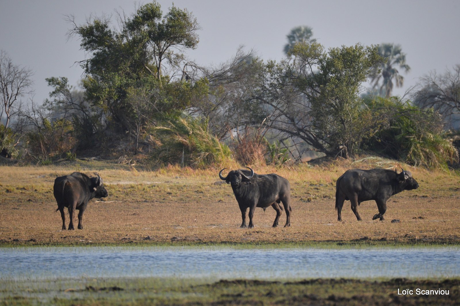 Buffle d'Afrique/Cape Buffalo (3)