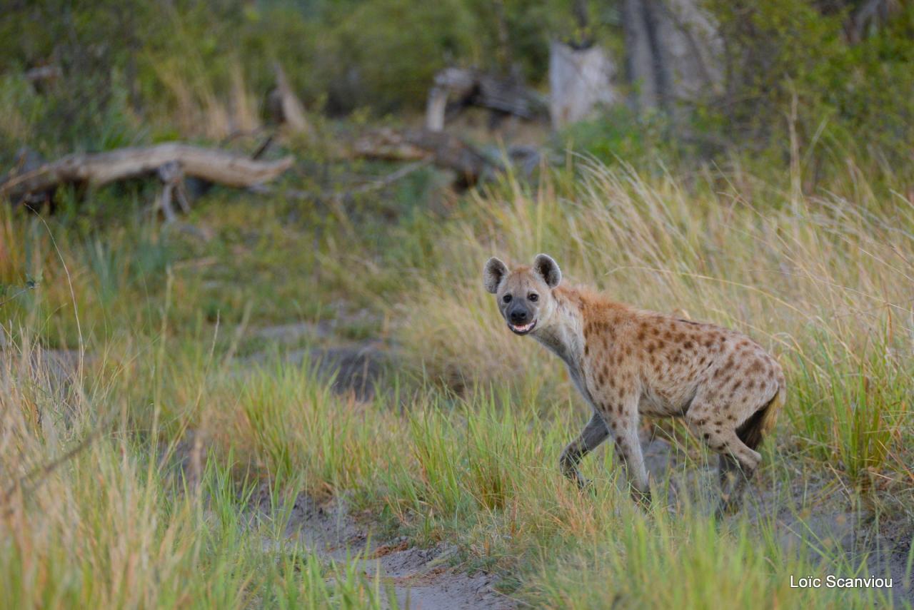 Hyène tachetée/Spotted Hyena (1)