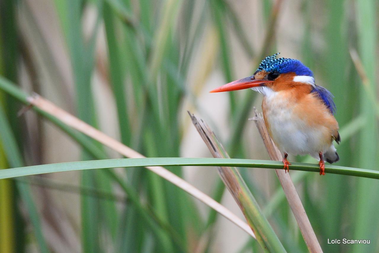 Martin-pêcheur huppé/Malachite Kingfisher (2)