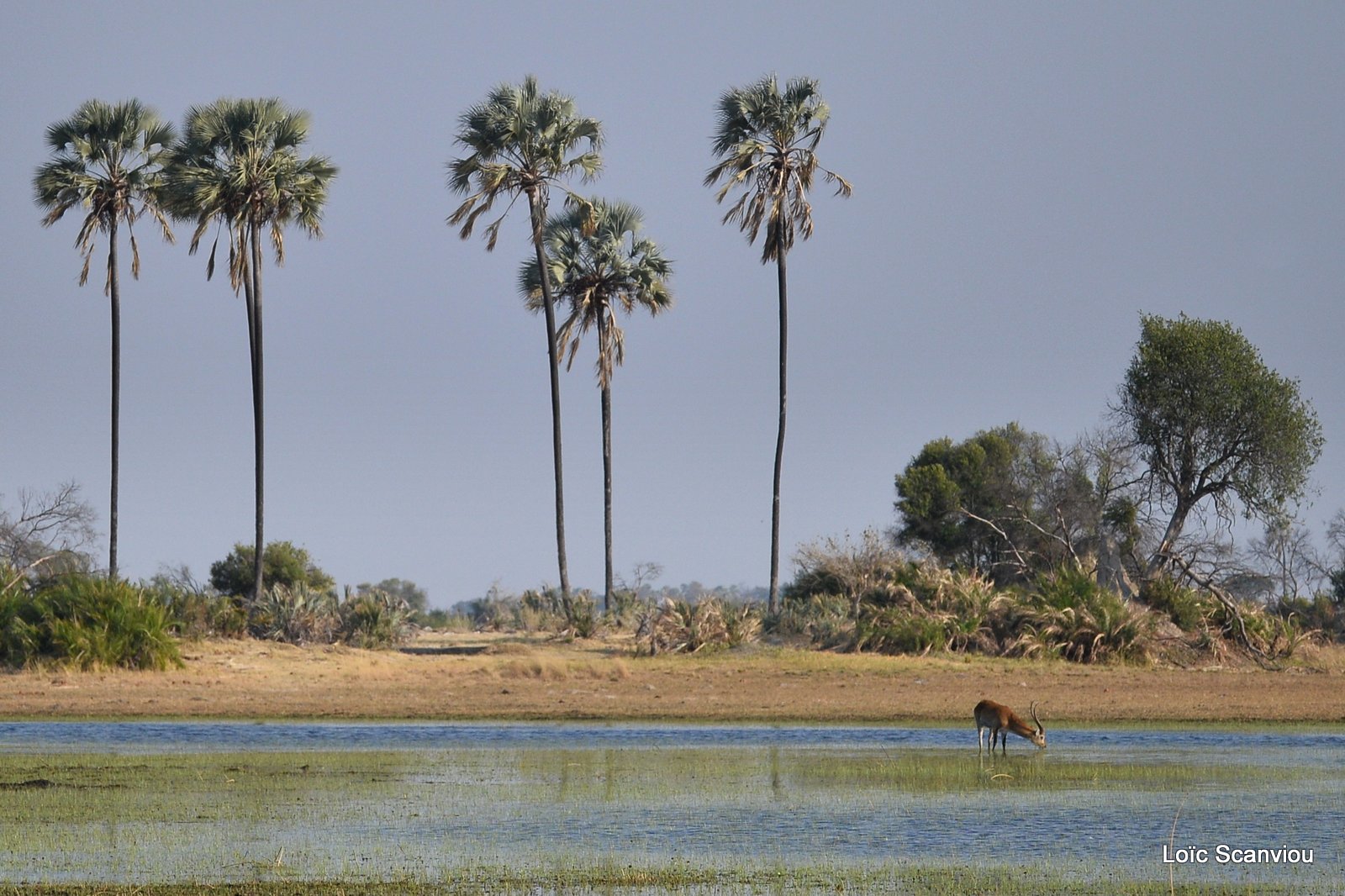 Cobe de Lechwe/Red Lechwe (9)