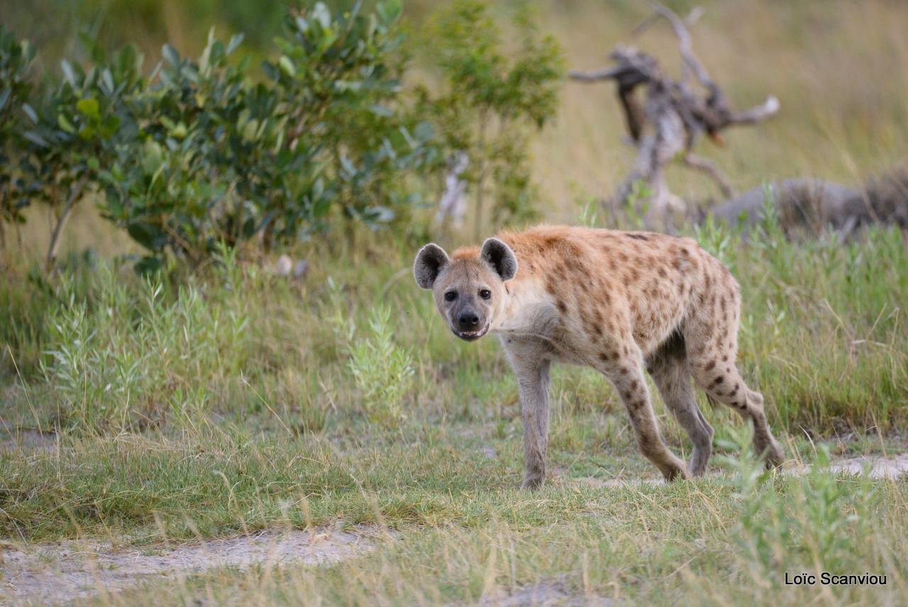 Hyène tachetée/Spotted Hyena (2)
